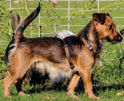 Monthy (Jack Russell Terrier, Tibet Terrier, Yorkshire Terrier) Jack Russell Terrier Tibet Terrier Yorkshire Terrier 